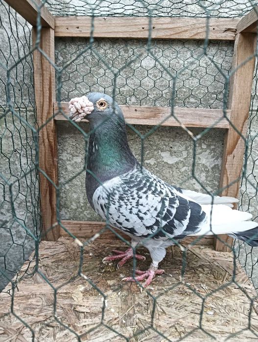 Gołębie staropolskie pocztowe