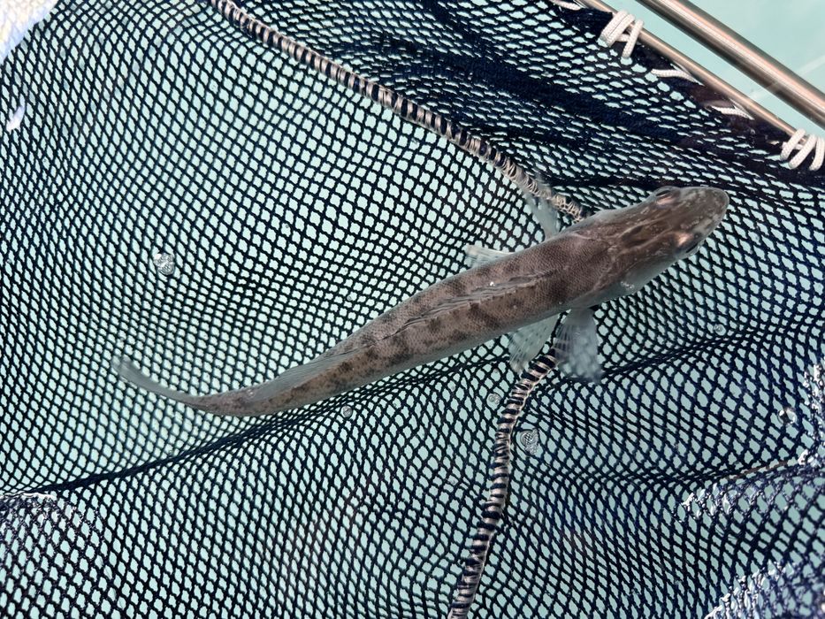 Narybek sandacza sandacze sandacz i inne ryby do stawów i oczek