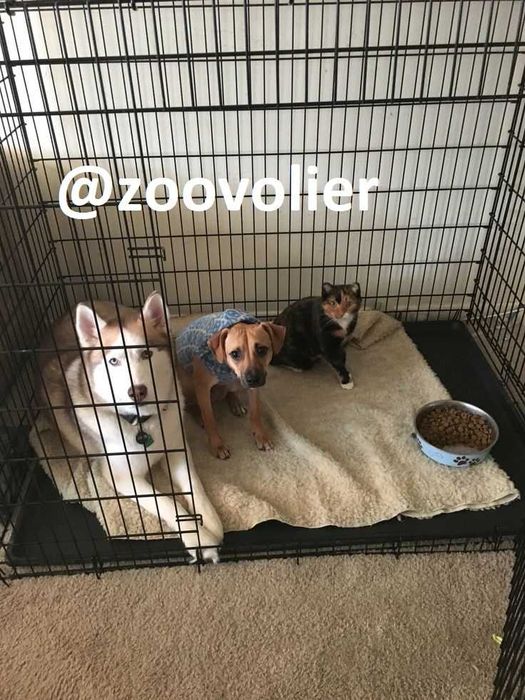 Клітка для собак та кішок S-XXL переноска манеж домик будка для собак