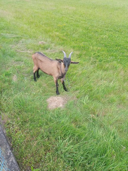 Cap Alpejski 5 miesięcy