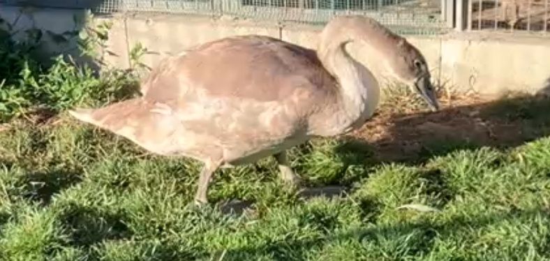Cisne macho branco