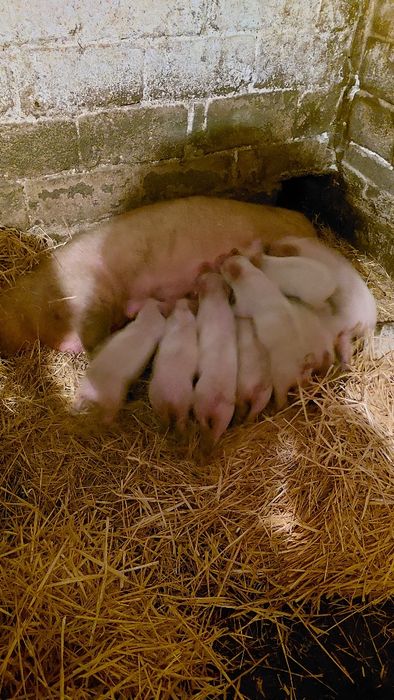 Продам хороших поросят