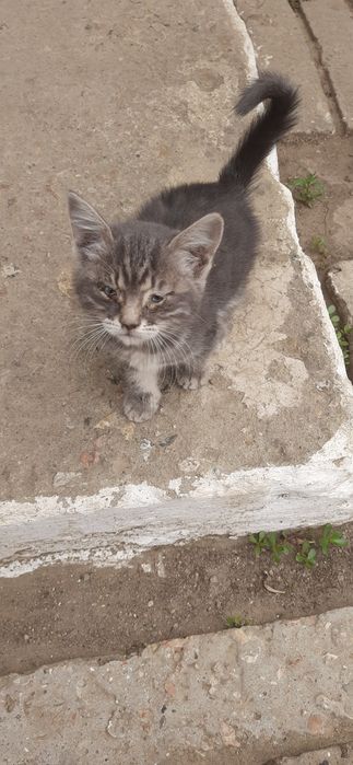 Отдам даром красивая кошечка