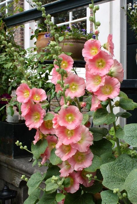 Мальви декоративні насіння.