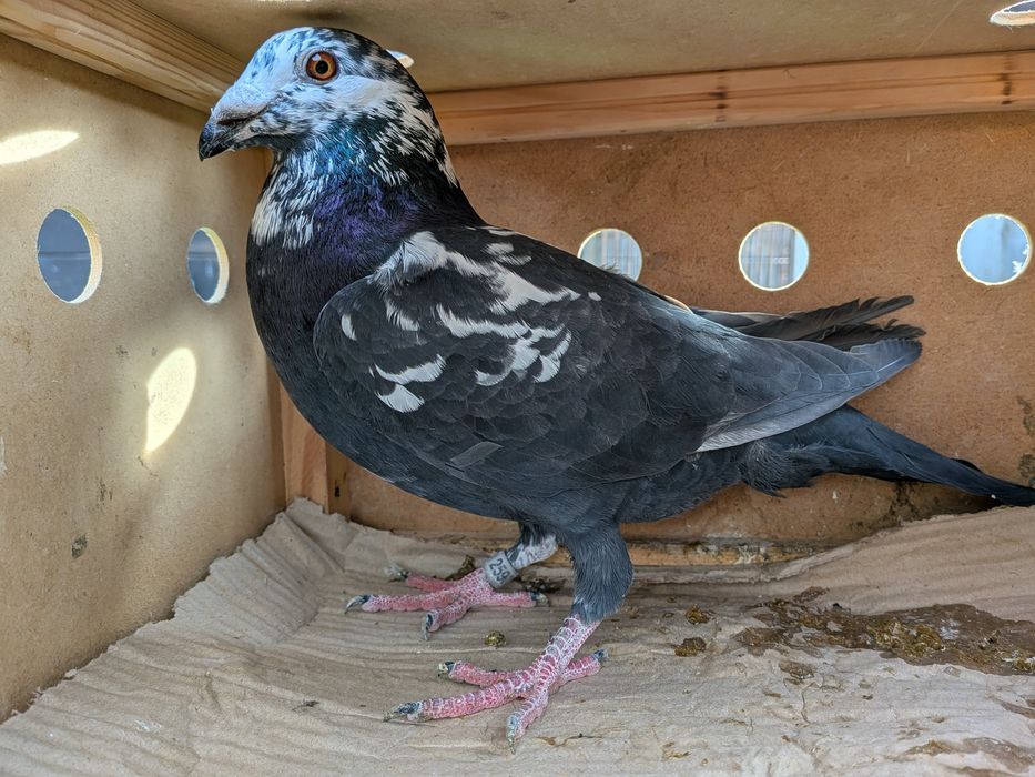 Sprzedam Gołębie Tygrys SAMCE