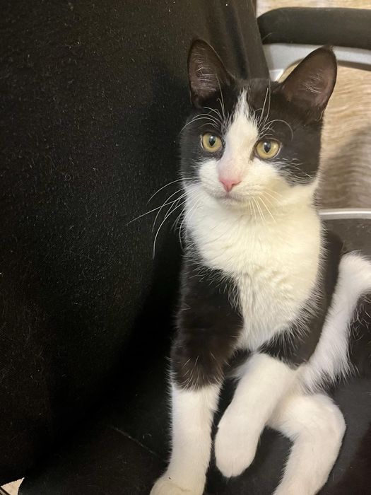 Котик 6 місяців дуже шикарна шерстка