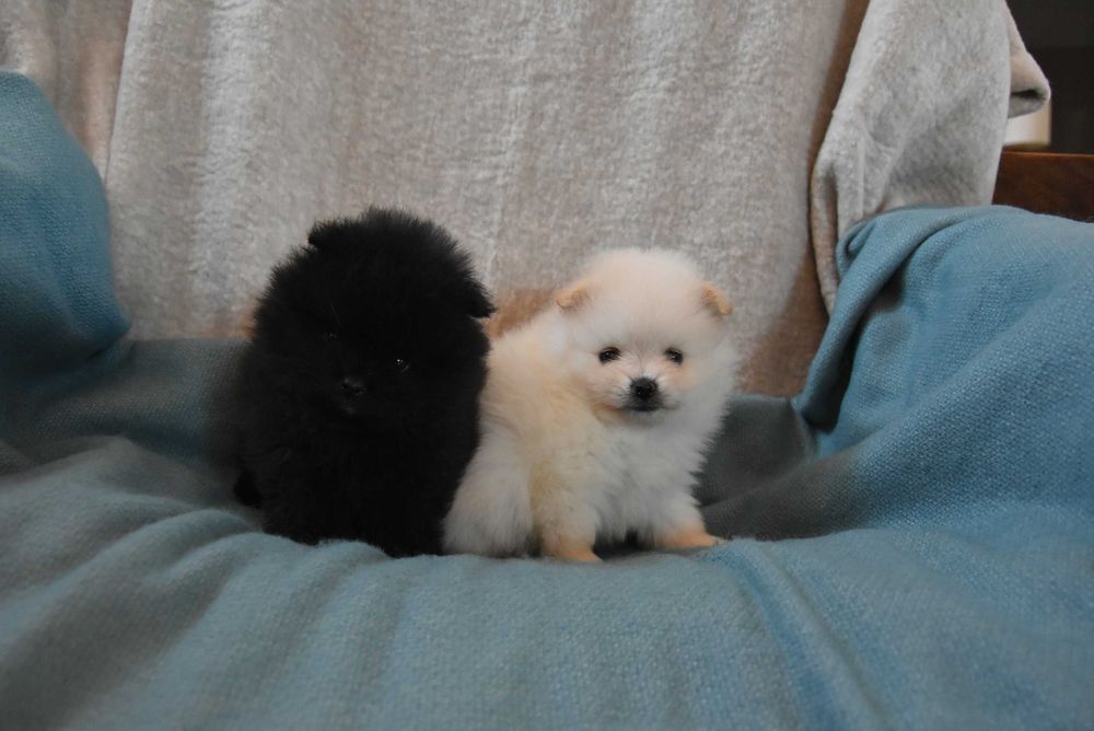 szpic miniaturowy pomeranian