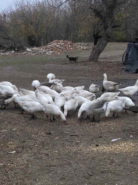 Гуси Легард білі .