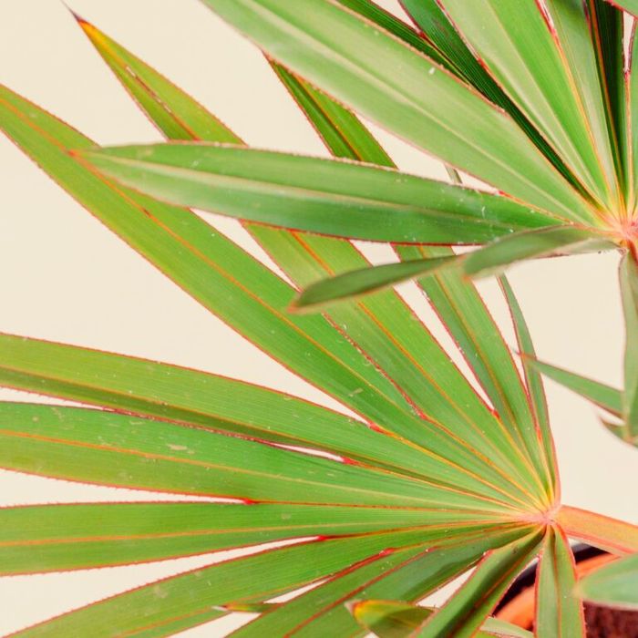 Excepcionais Latanias lontaroides, ou Latanias encarnadas