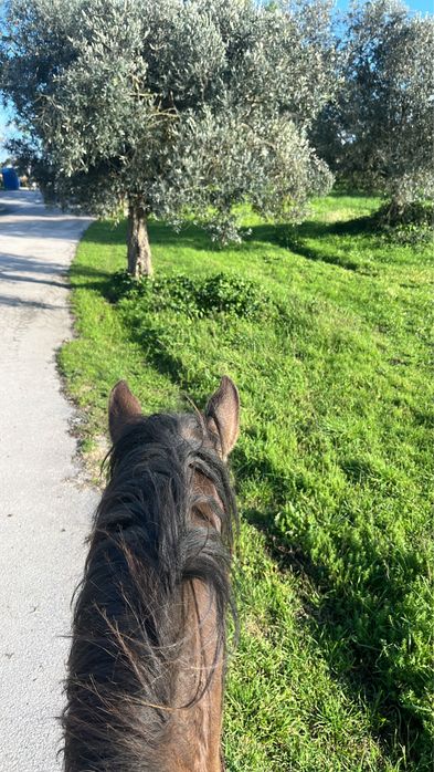 egua com quatro anos