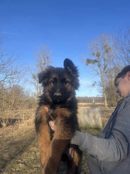 Owczarek niemiecki dlugowlosy