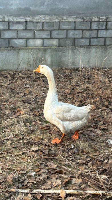 Продаю гуся « Легарт данський»