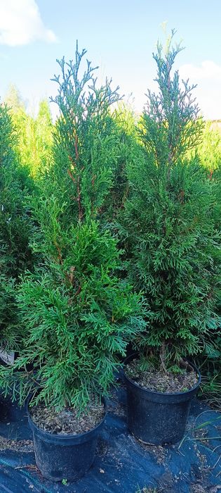 Tuje szmaragd 70-80 cm