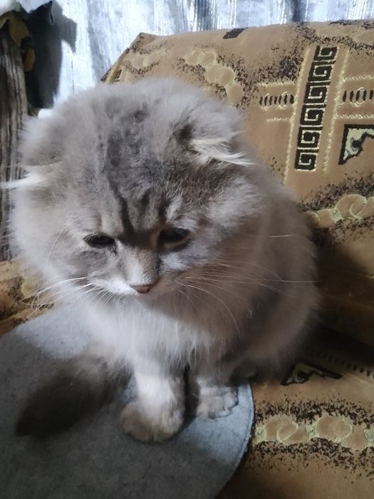 Кошенята Скоттіш фол