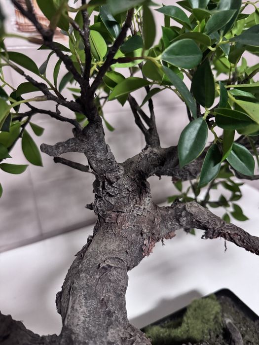 Planta Bonsai Artificial