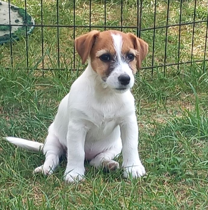 Jack Russell Terrier- suczka ZKwP FCI