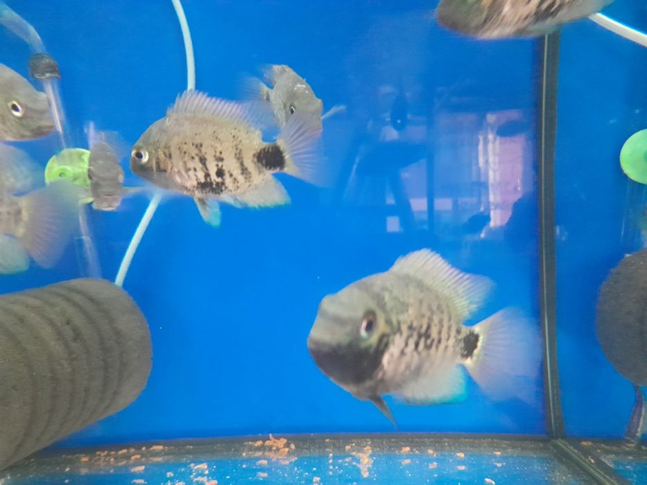 Pielegnica  oscura hetrospila  5-6 cm