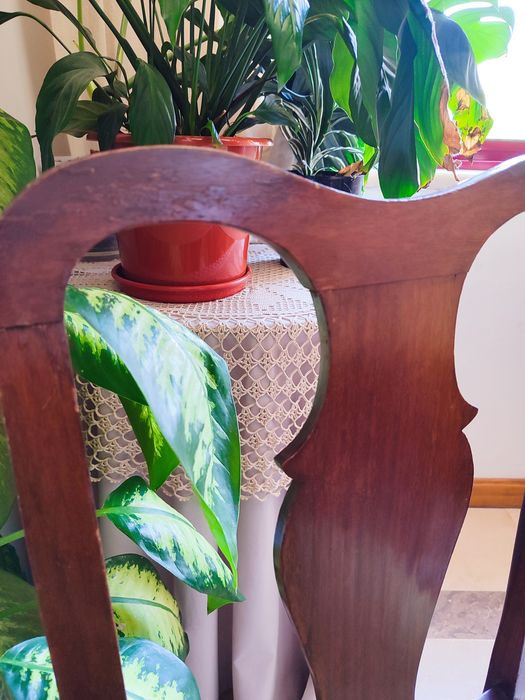 Cadeiras antigas Queen Anne