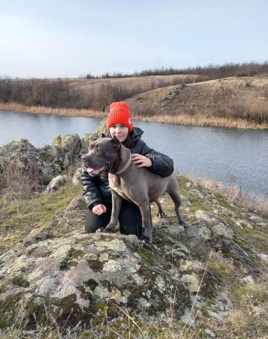 Цуценята КАНЕ КОРСО 2 місяці.