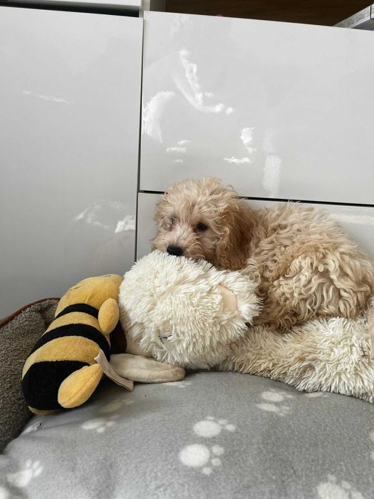 śliczna sunia pudel