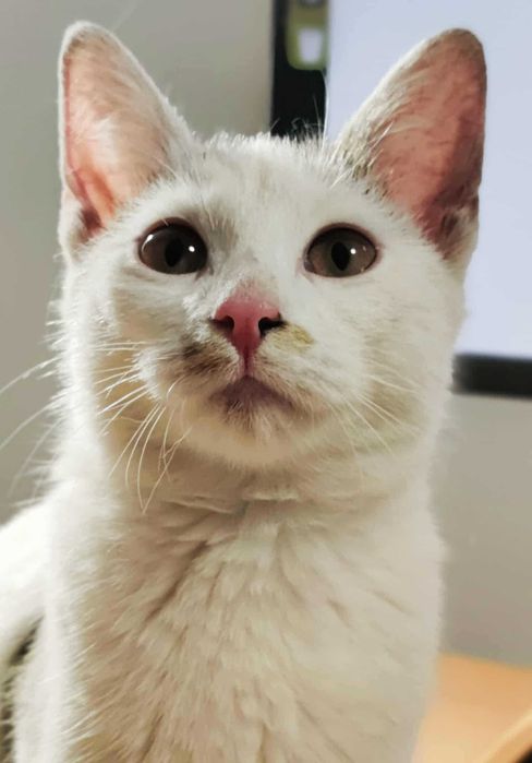 Mała przyjazna kotka Sadza poleca się do adopcji