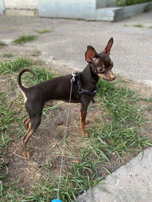 Вязка той терьер