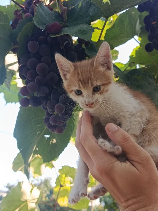 Продам пушистых котят