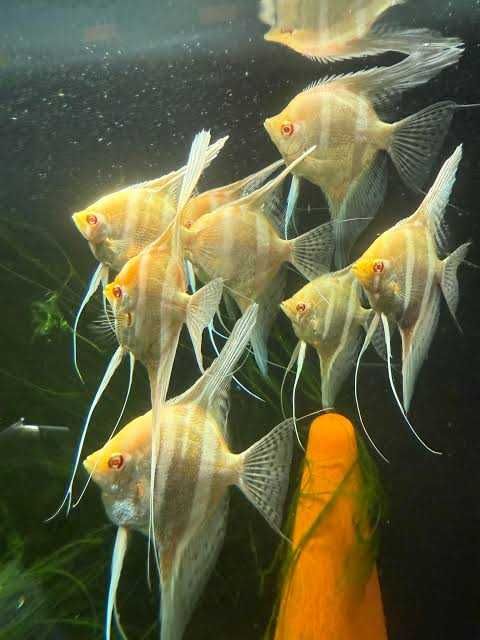 Skalar Dantum Albino. Cetarius
