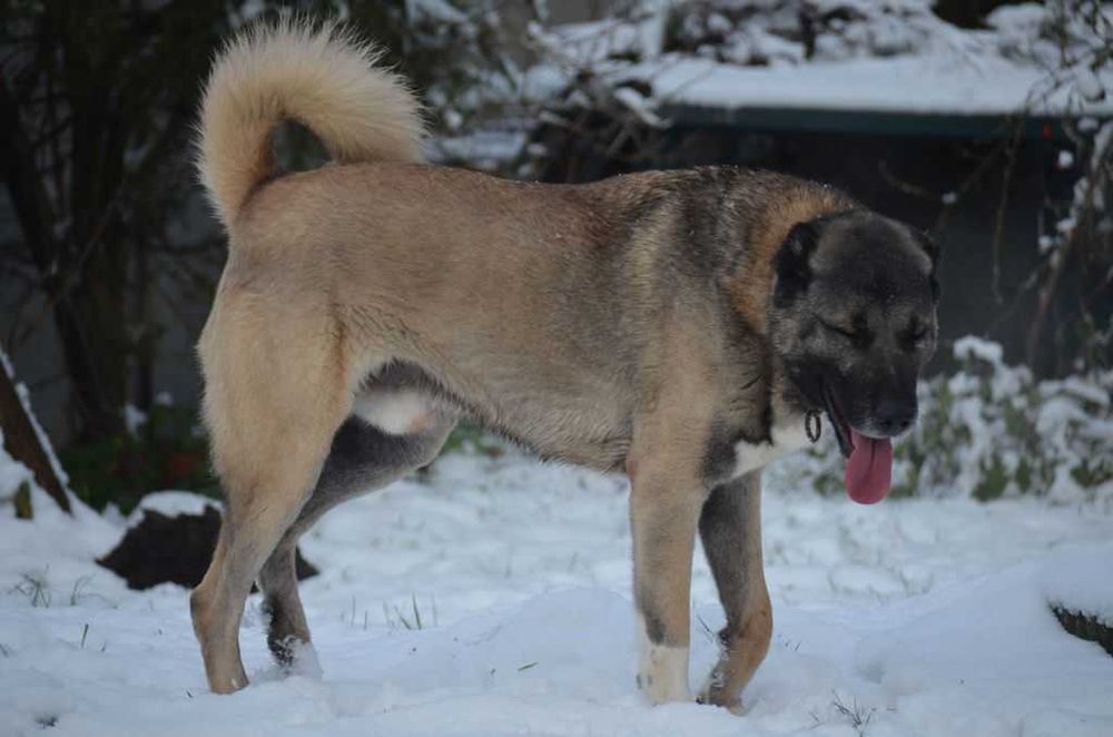 Champion Turcji BARUT  kangal.D.K.BUBU FCI