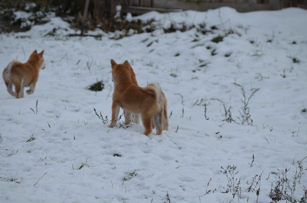 Шиба/Сіба іну/Shiba, КСУ-FCI! Київ, або відправлю.Є "Оплата частинами"