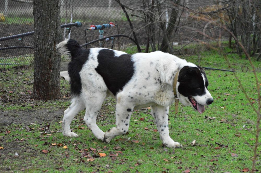 Алабай Граф запрошує на побачення