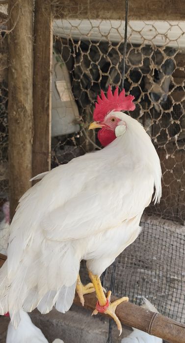 Machos Leghorn White