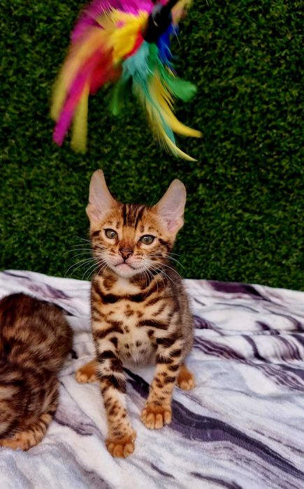 Бенгалята під бонь та готові переїздить. Є вибір! Розплідник WCF