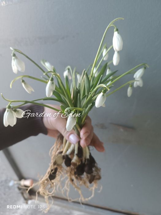 Луковицы подснежника Нивали. цибулинки первоцвіту.