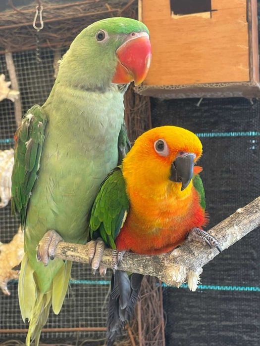 Várias aves disponíveis