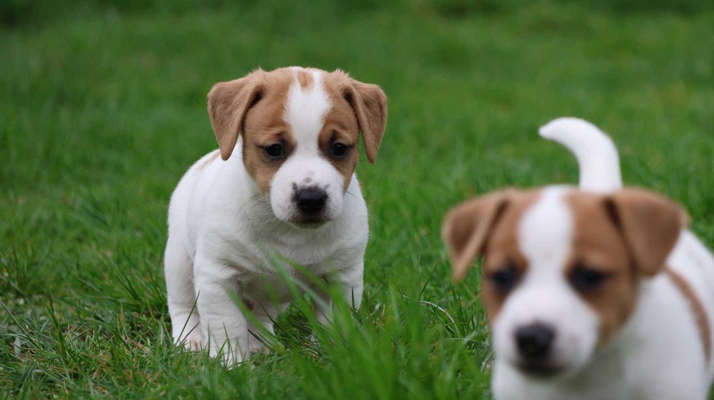 ZAPOWIEDŹ Suczka Jack Russell Terrier  "BREFIO" / bad. genetyczne
