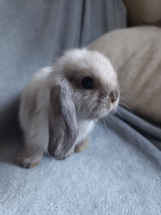 Króliki mini lop - samiczka seal point rezerwacja