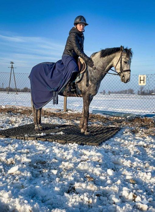 Kuc walijski 138cm, 6 lat do sportu/rekreacji