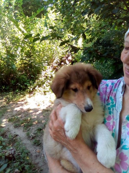 Цуценята Коллі довгошерстий 3 міс