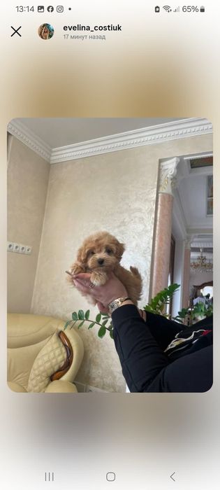 Мальчик мальтипу ф1.