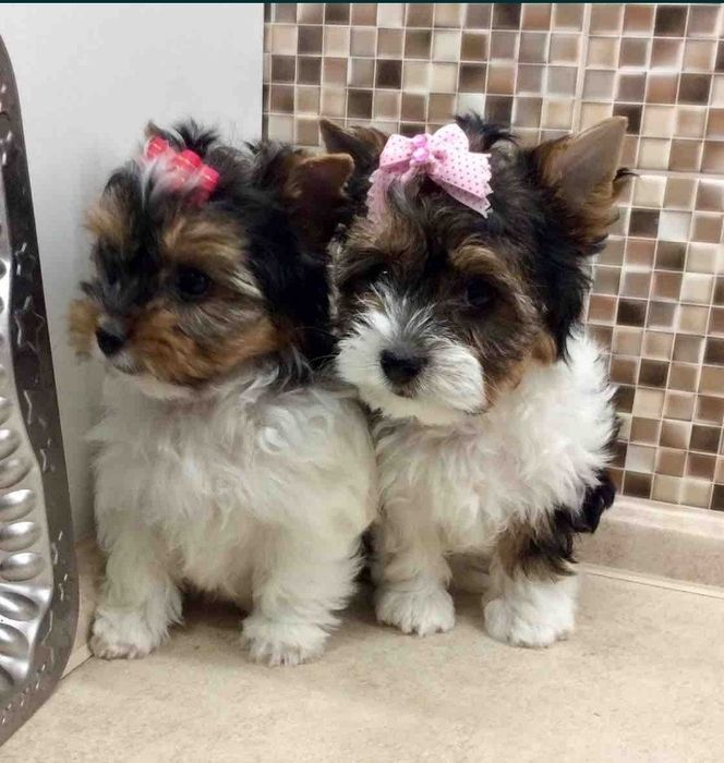 Девочки дівча йорк бивер бівер документи