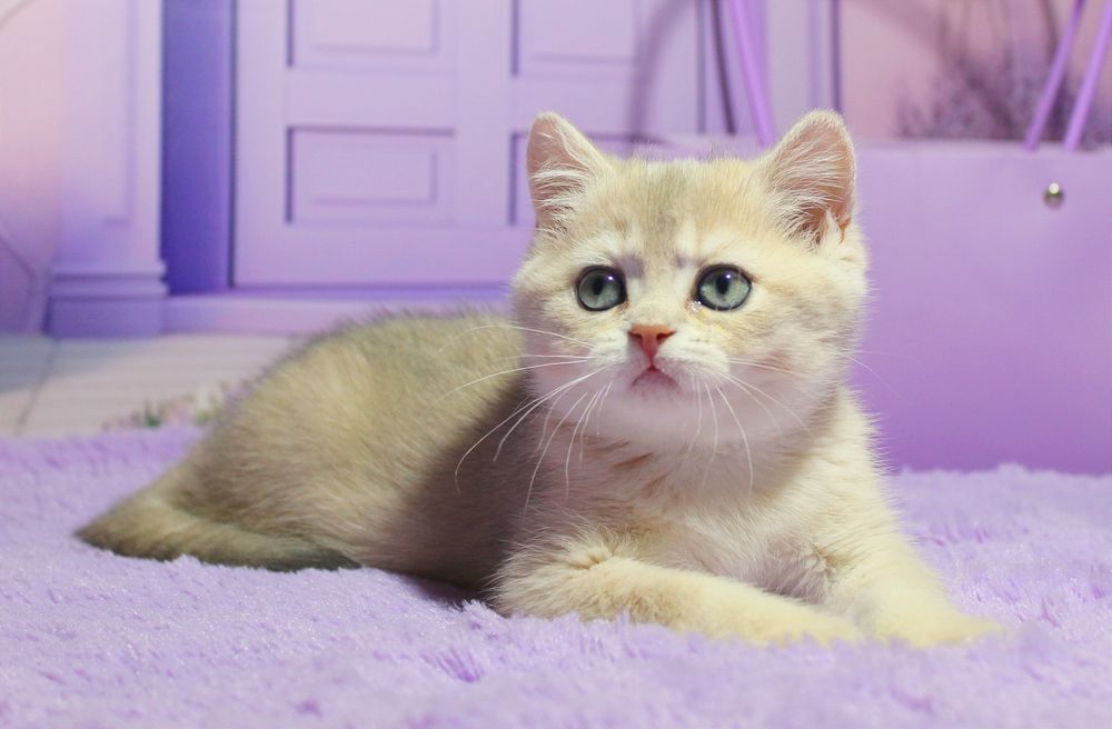 Красуня британська дівчинка в забарвленні голубе золото