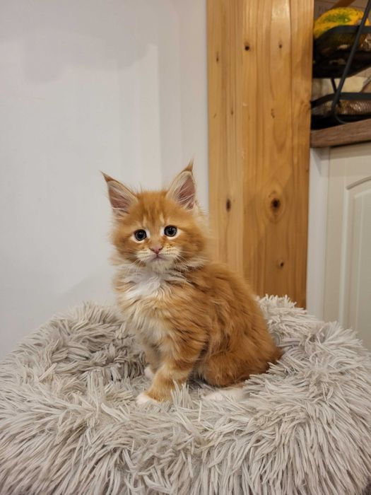 Rezerwacja, Helios kocurek Maine Coon