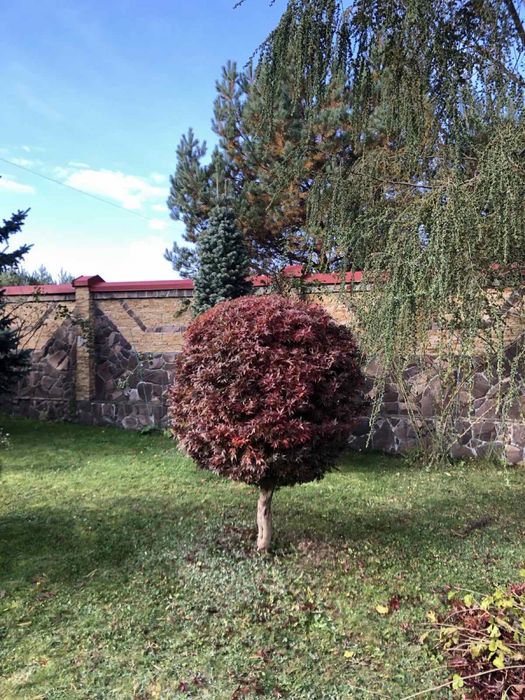 Стрижка туй, стрижка живоплоту, стрижка рослин, садівник, ландшафтний