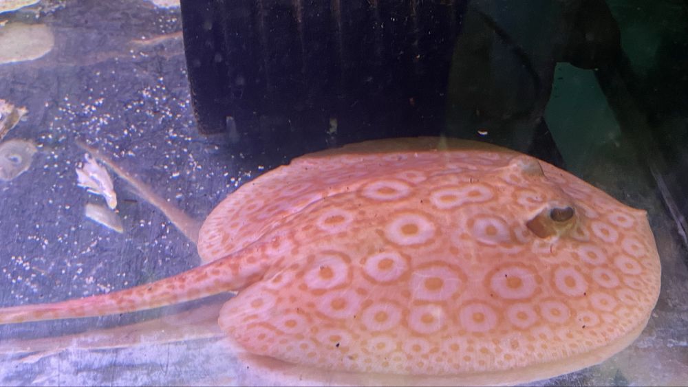 TABU Potamotrygon pearl jabutti albino