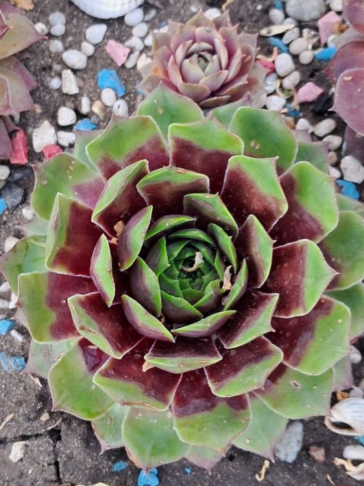 Молодило,або кам'яні Троянди маю велику колекцію.