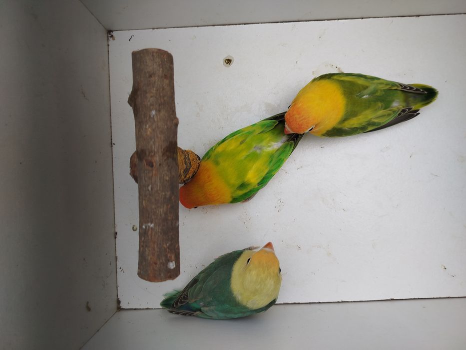 Agapornis fischeres opalinos euwings