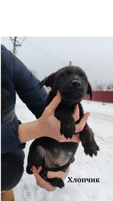 Цуценята шукають дім