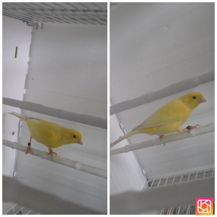 Samce kanarki harceńskie