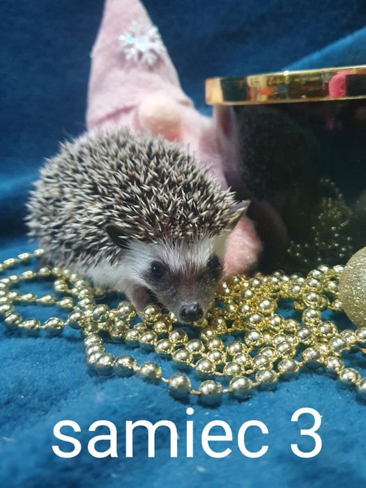Jeż afrykanski jez pigmejski cudowne maluchy